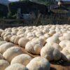 Hericium – Bild 3