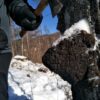 Chaga – Bild 3